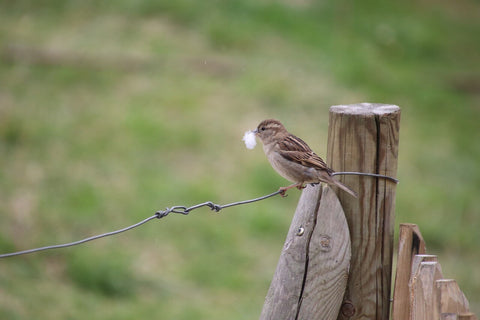 Moineau et plume