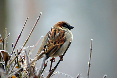 Moineau en hiver