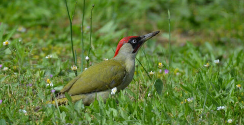 Pic vert oiseau