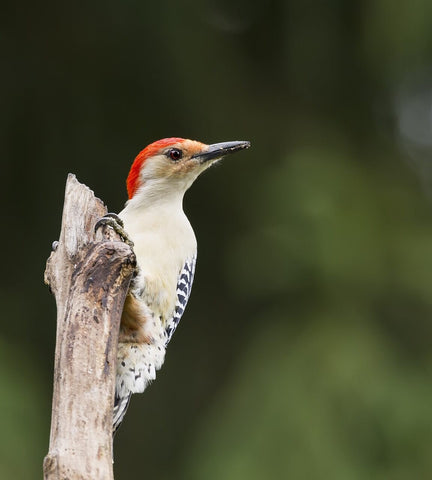 Pic vert oiseau