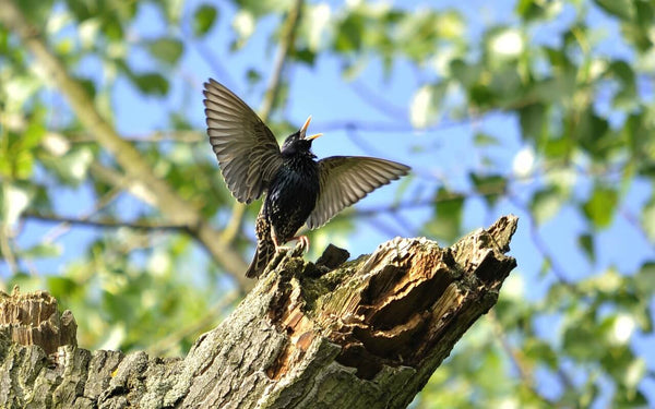 Chant oiseau