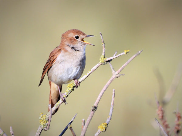 Pourquoi les oiseaux chantent le matin, le soir et la nuit