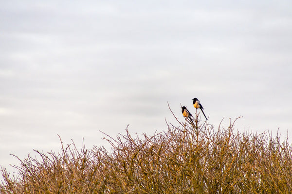 Oiseaux chant après-midi