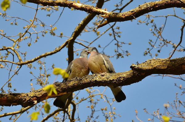 Oiseaux amoureux