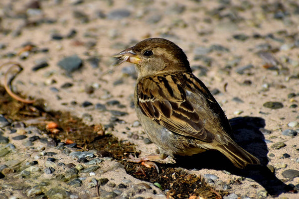 Moineau avec une brindille dans son bec