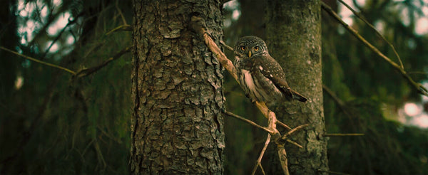 Hiboux sur un arbre