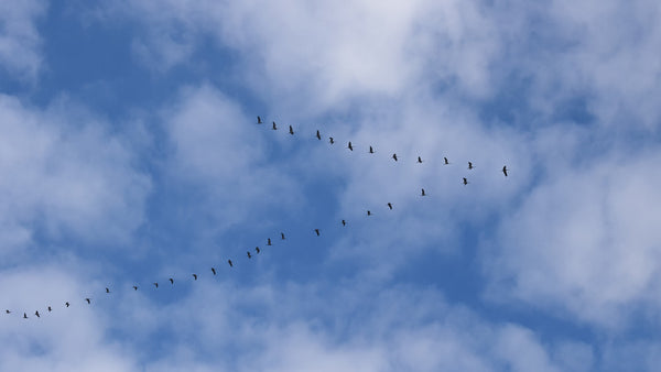 Oiseaux volent en V