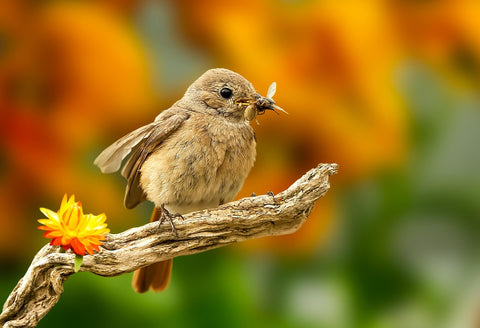 oiseau avec insecte