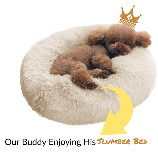 slumber nest dog bed