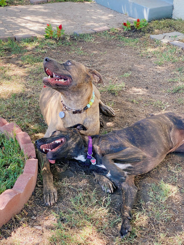 two brindle pit bulls playing together