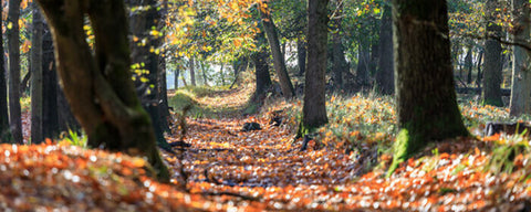 bos weg met bomen herfstachtige sfeer