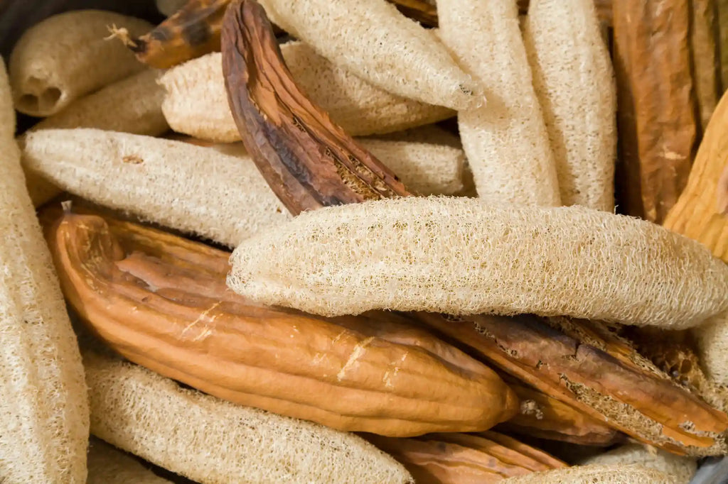 Close up of a pile of dried loofahs peeled and unpeeled