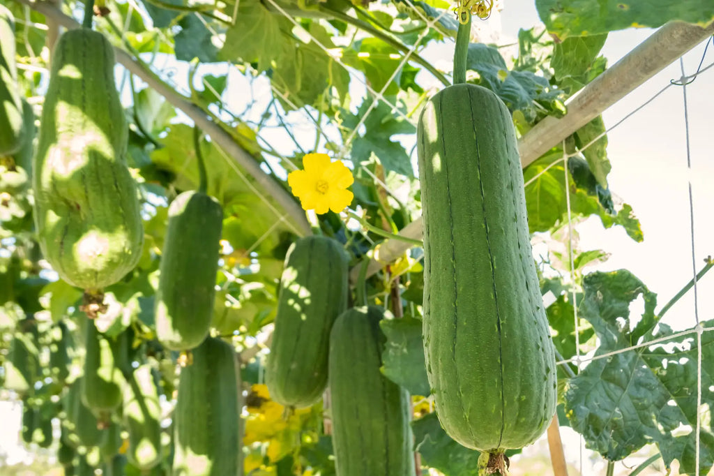 Luffa Gourds Hanging in a Farm