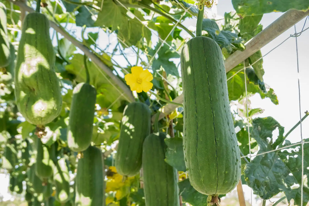 Close up of one of many loofah plant gourds hanging in a garden