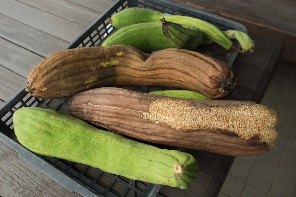 Fresh and dried loofah gourds in a basket