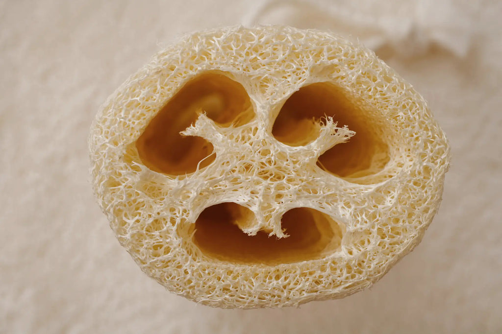 Close up of a mature and peeled loofah showing the insides