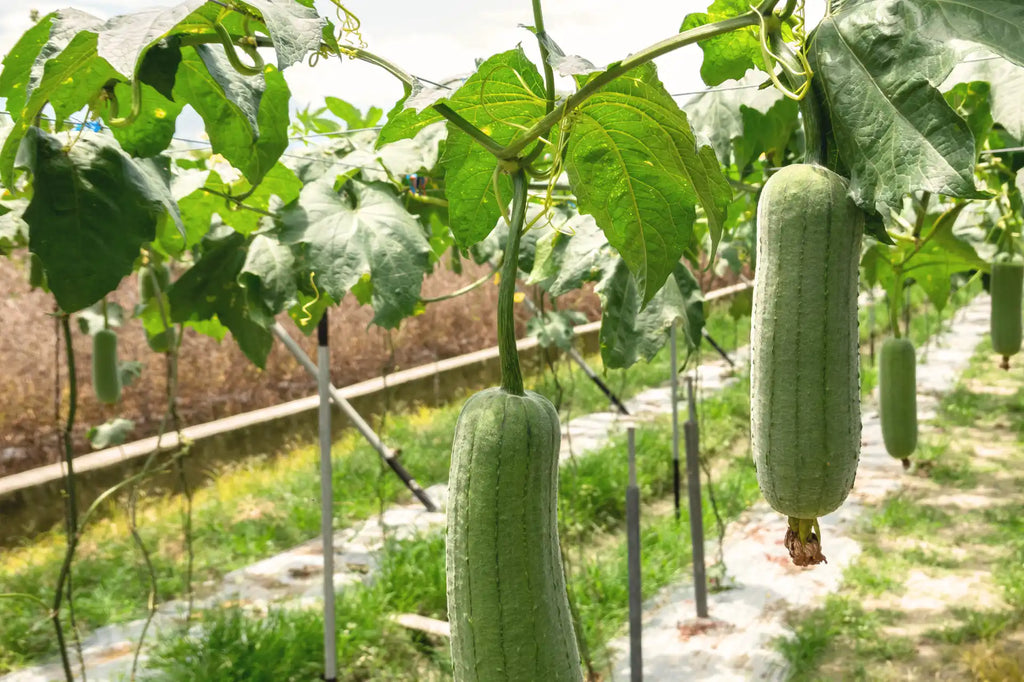 Loofah Farm