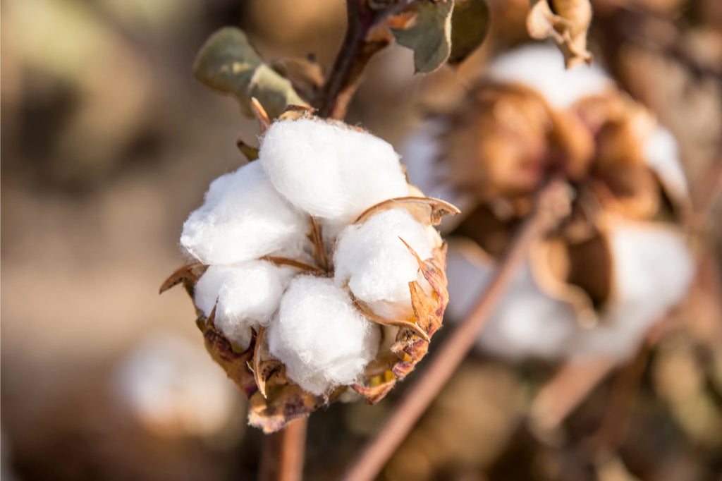 The Waste From Disposable Cotton Rounds: Is Convenience Worth It