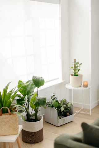 Various houseplants and planters in Starr Living Room
