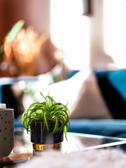 small plant on living room table with view of blue sofa in backgrounf
