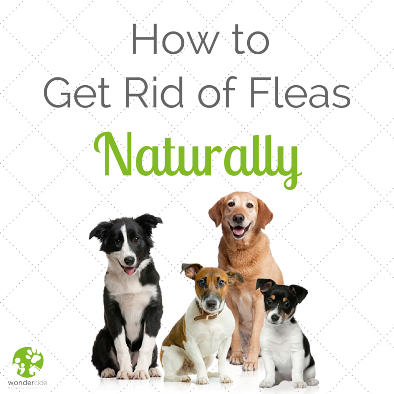 how can i keep fleas off my dog naturally