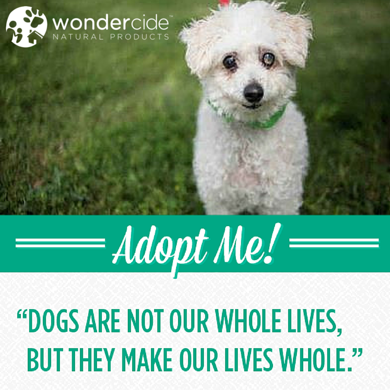 Adopt A Dog Month George Austin Animal Center Wondercide