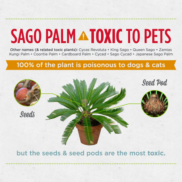 are palm tree seeds bad for dogs