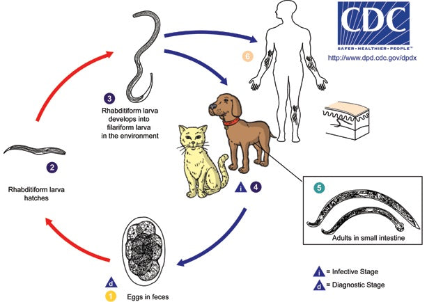 are hookworms more common in cats or dogs