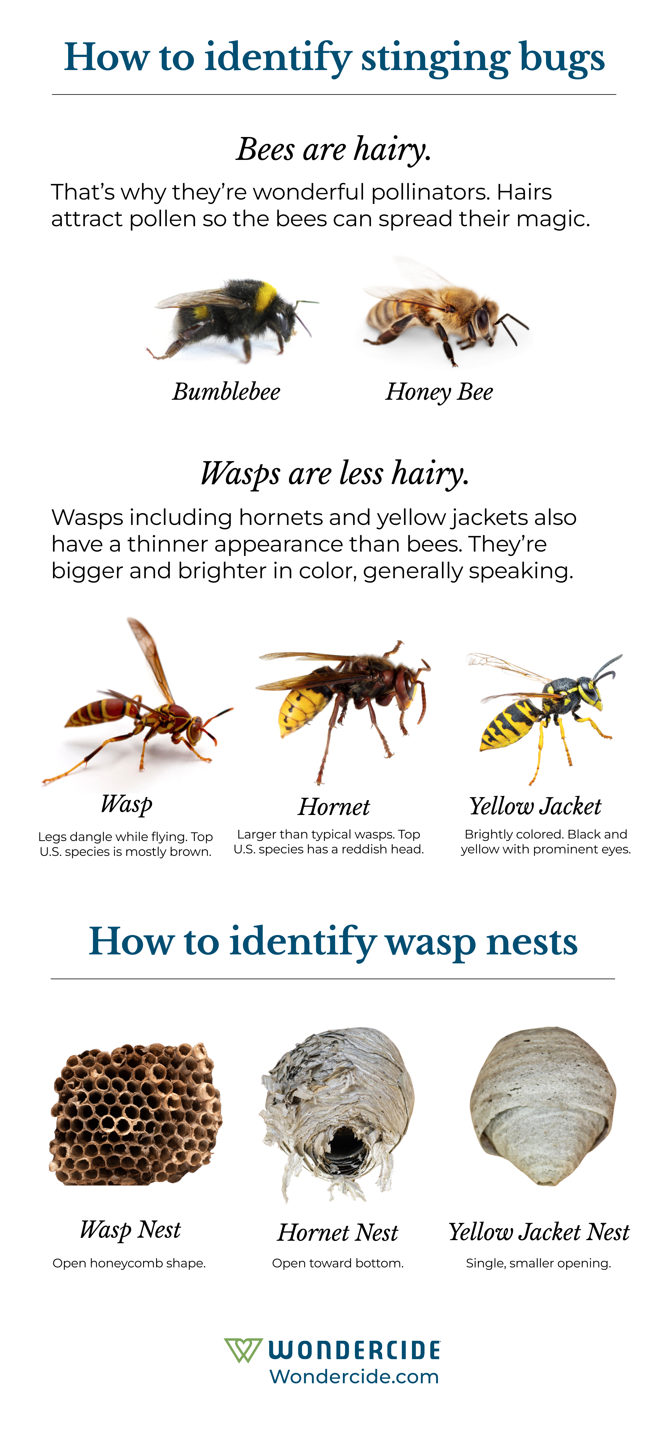 How to identify bees and wasps