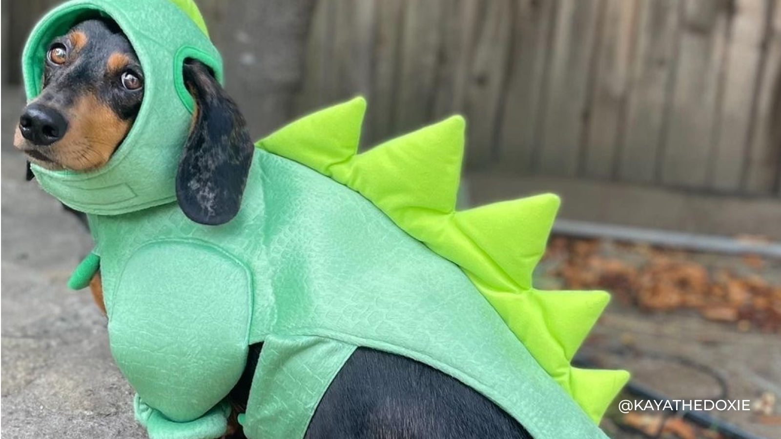 A Dachshund dog wearing a green dinosaur costume