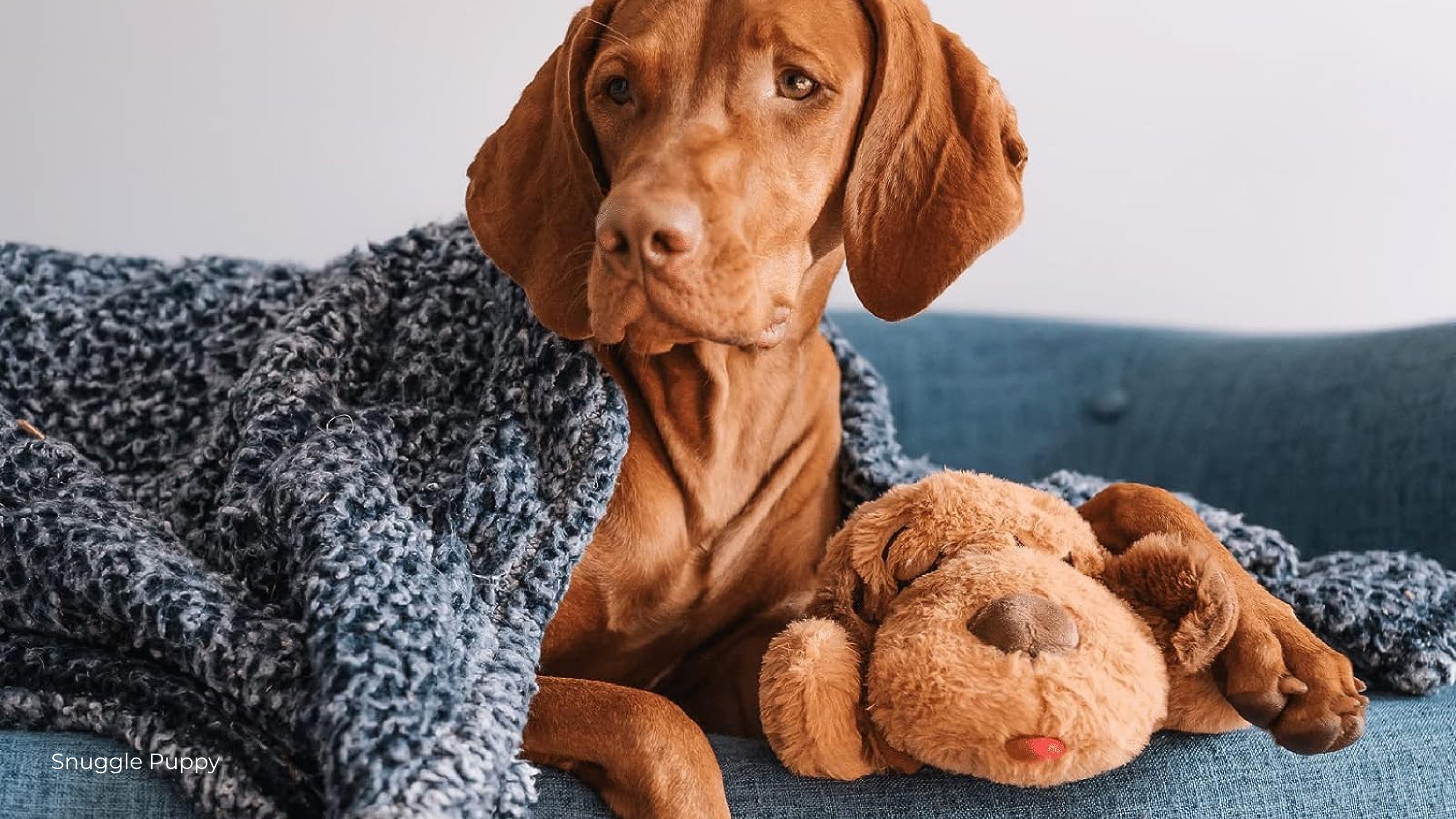 A Vizsla dog hugs a plush Snuggle Puppy dog toy on a blue sofa