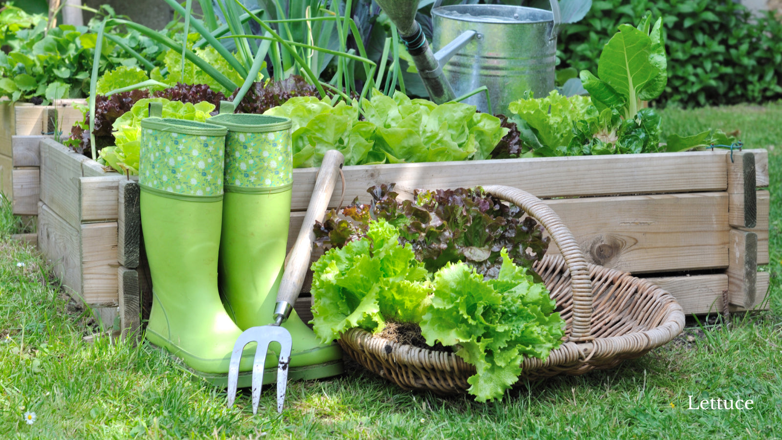 A basket of lettuce harvested from the garden next to garden boots and a rake
