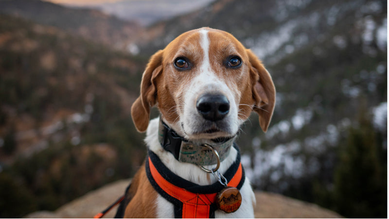 A beagle mix dog with brown and white fur sports a red harness and sits in front of a snow capped mountain range