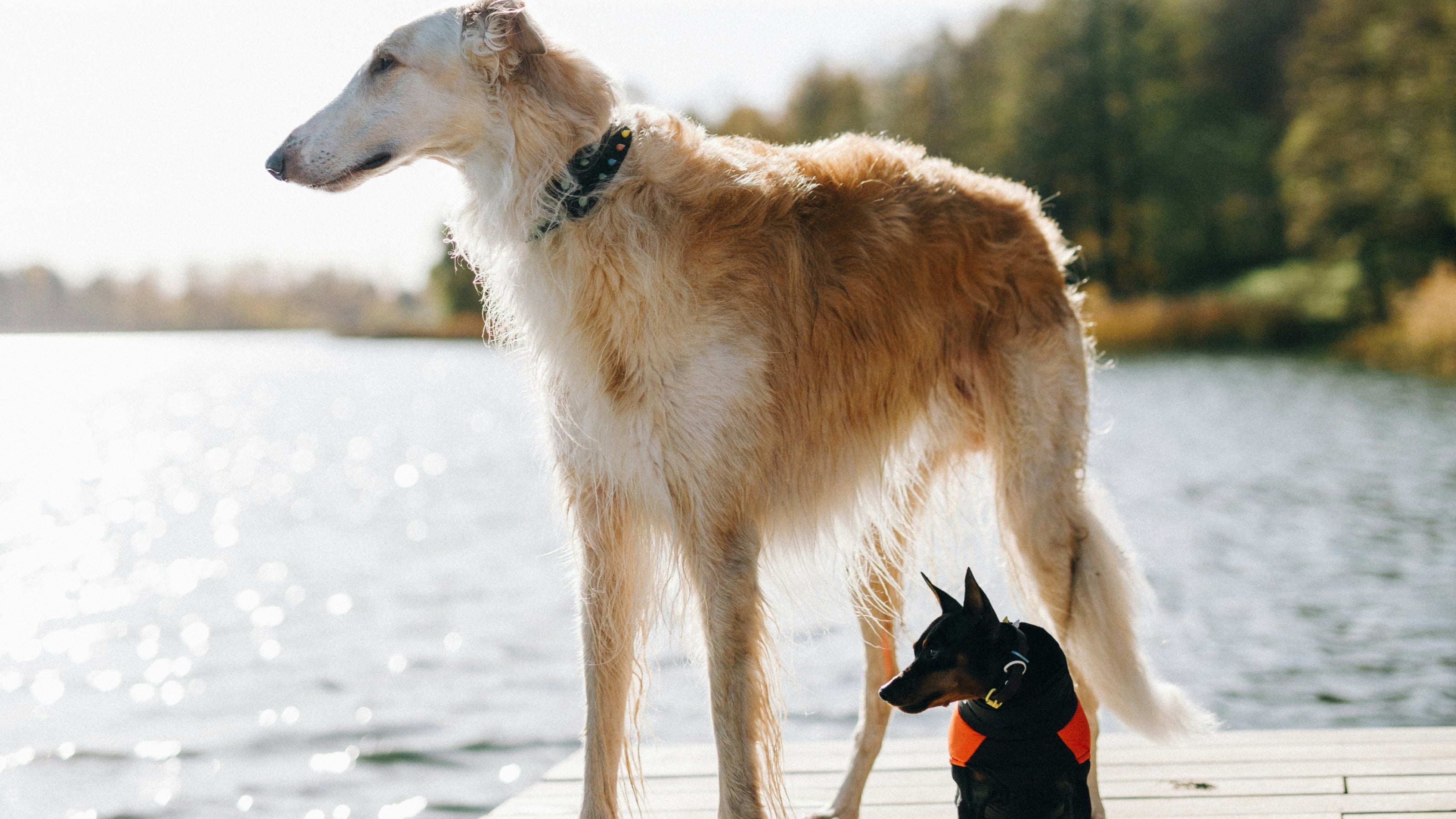 A big and small dog on a dock at a lake