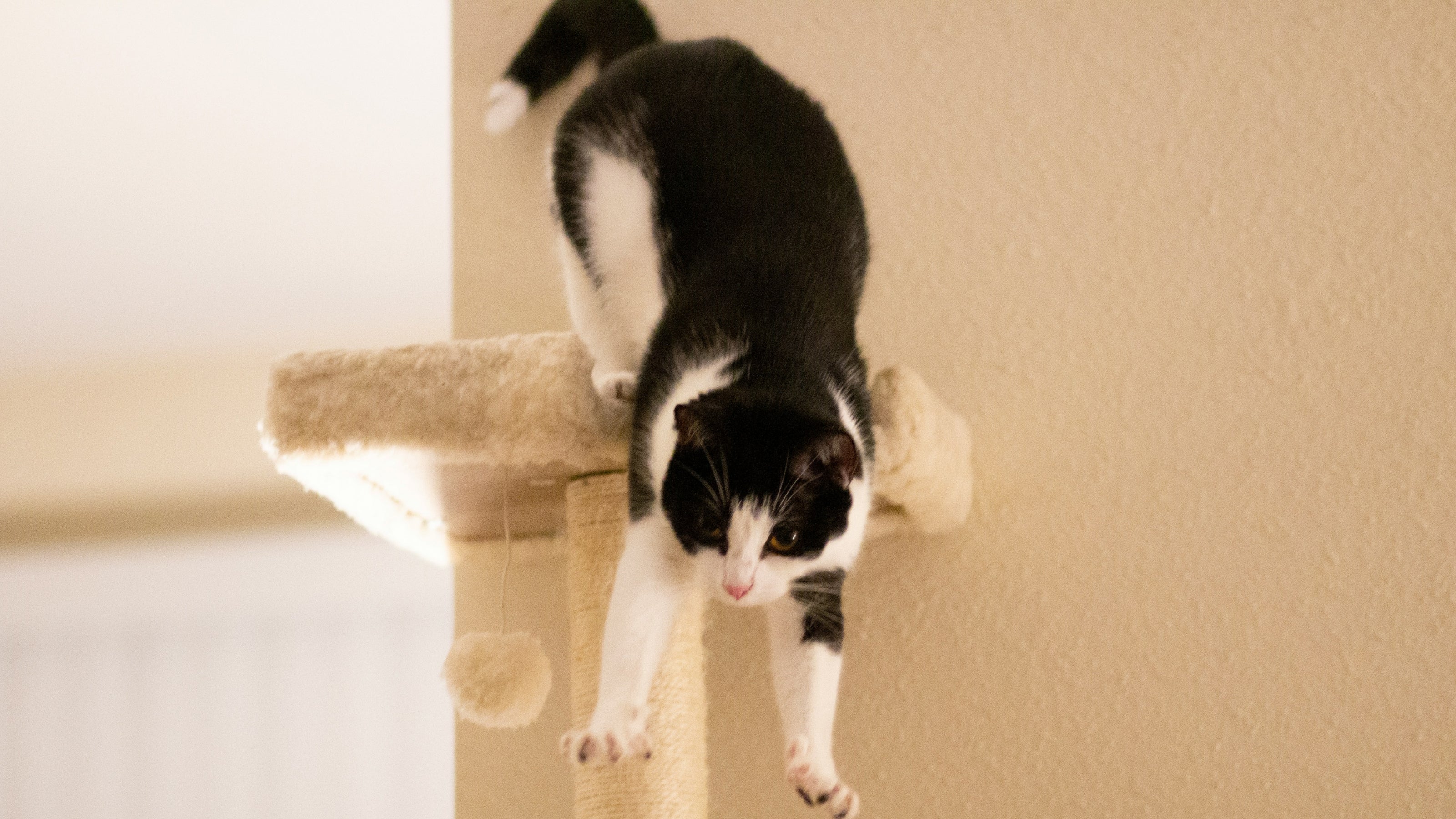 A black and white cat leaping off a cat post