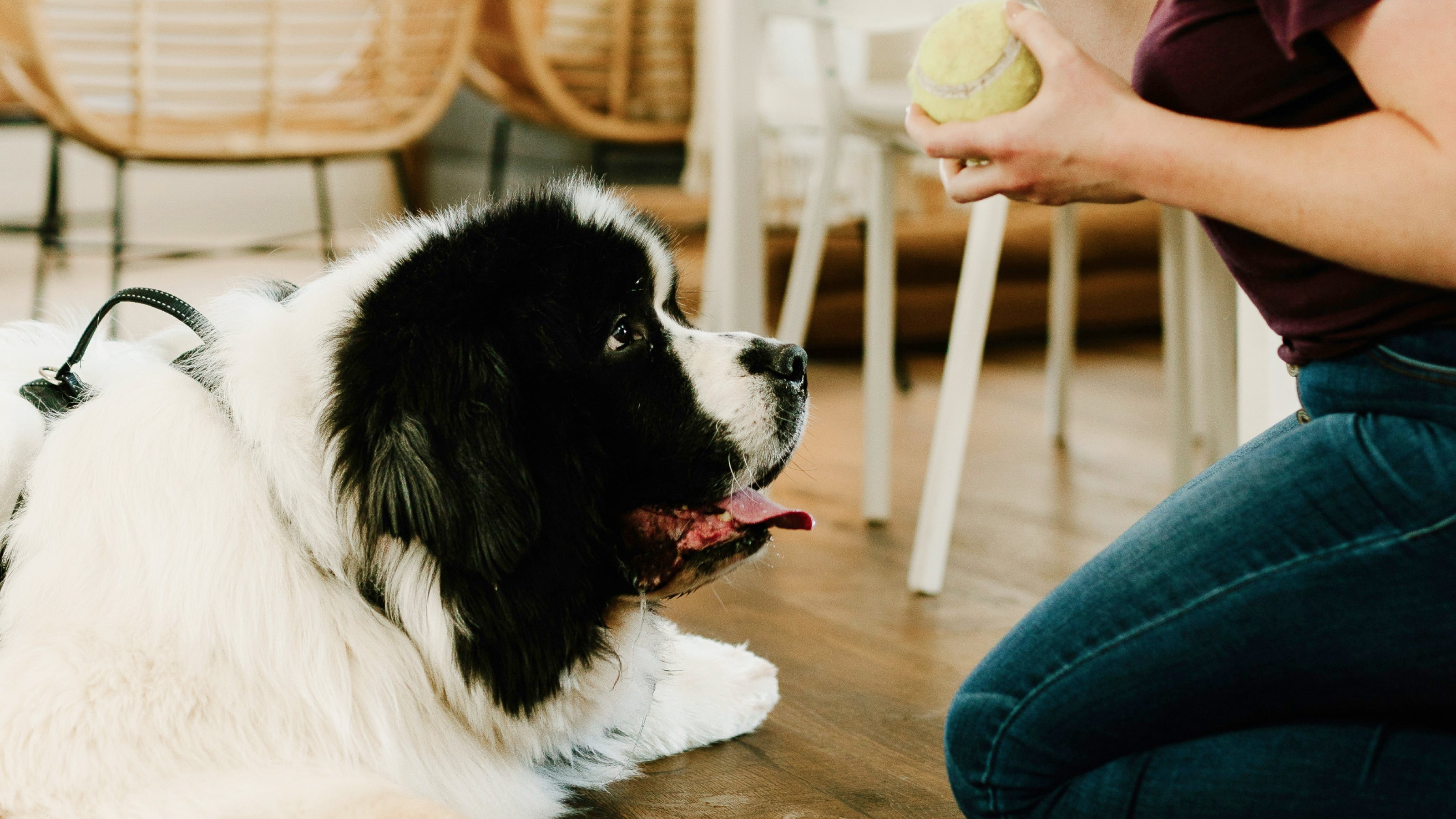 A black and white dog looks up at its person who is holding a yellow tennis ball