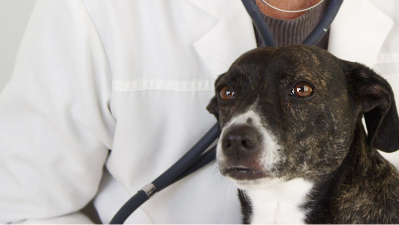 A black and white dog sits in front of a woman veet with a necklace and a stethescope