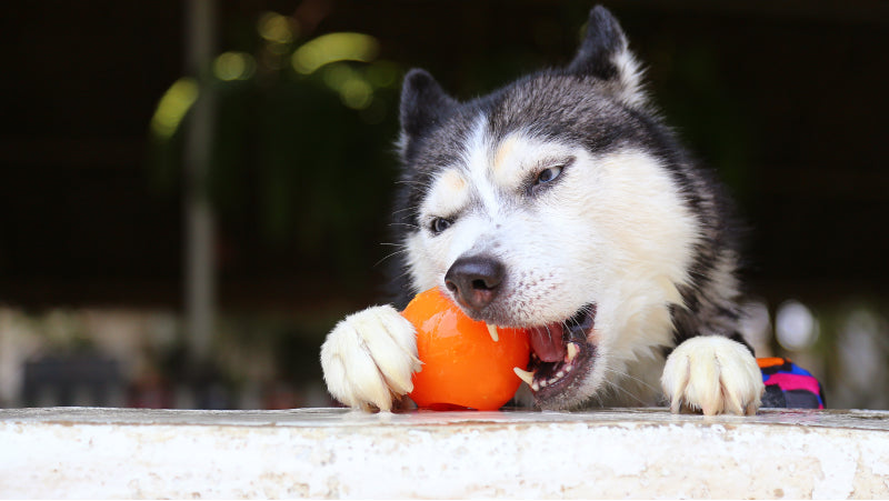 A black and white husky chews on a reddish orange ball