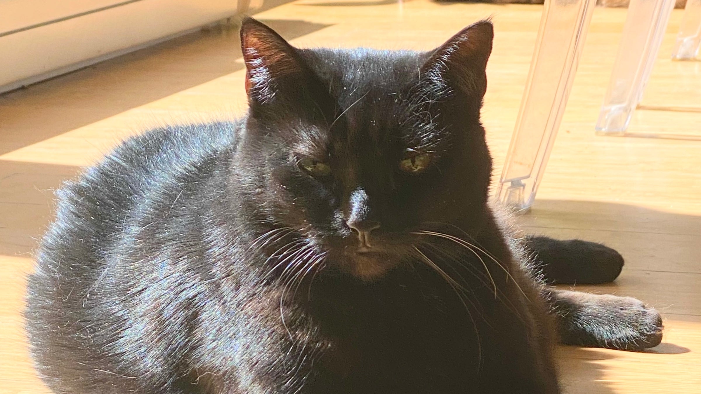 A black cat sitting in the sunshine indoors