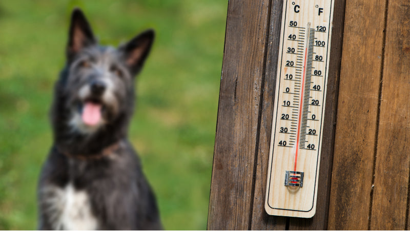 A black dog with white accents sits in the background siting on grass and looking at a thermometer on a fence in the foreground