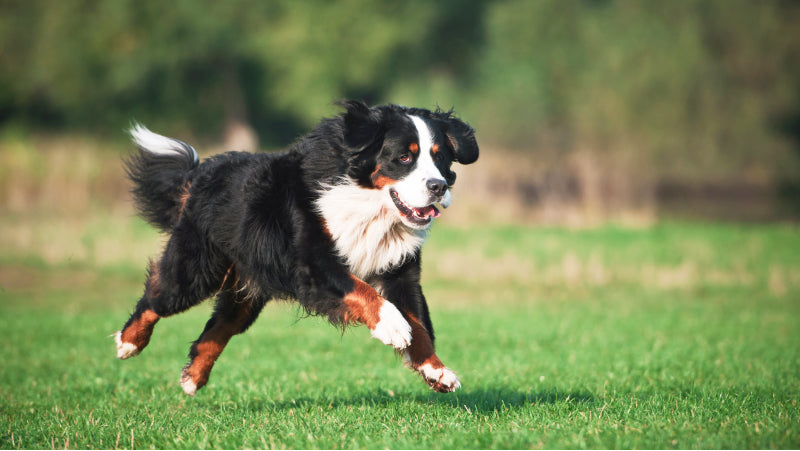 A black dog with white and tan accents runs in an open field on the grass