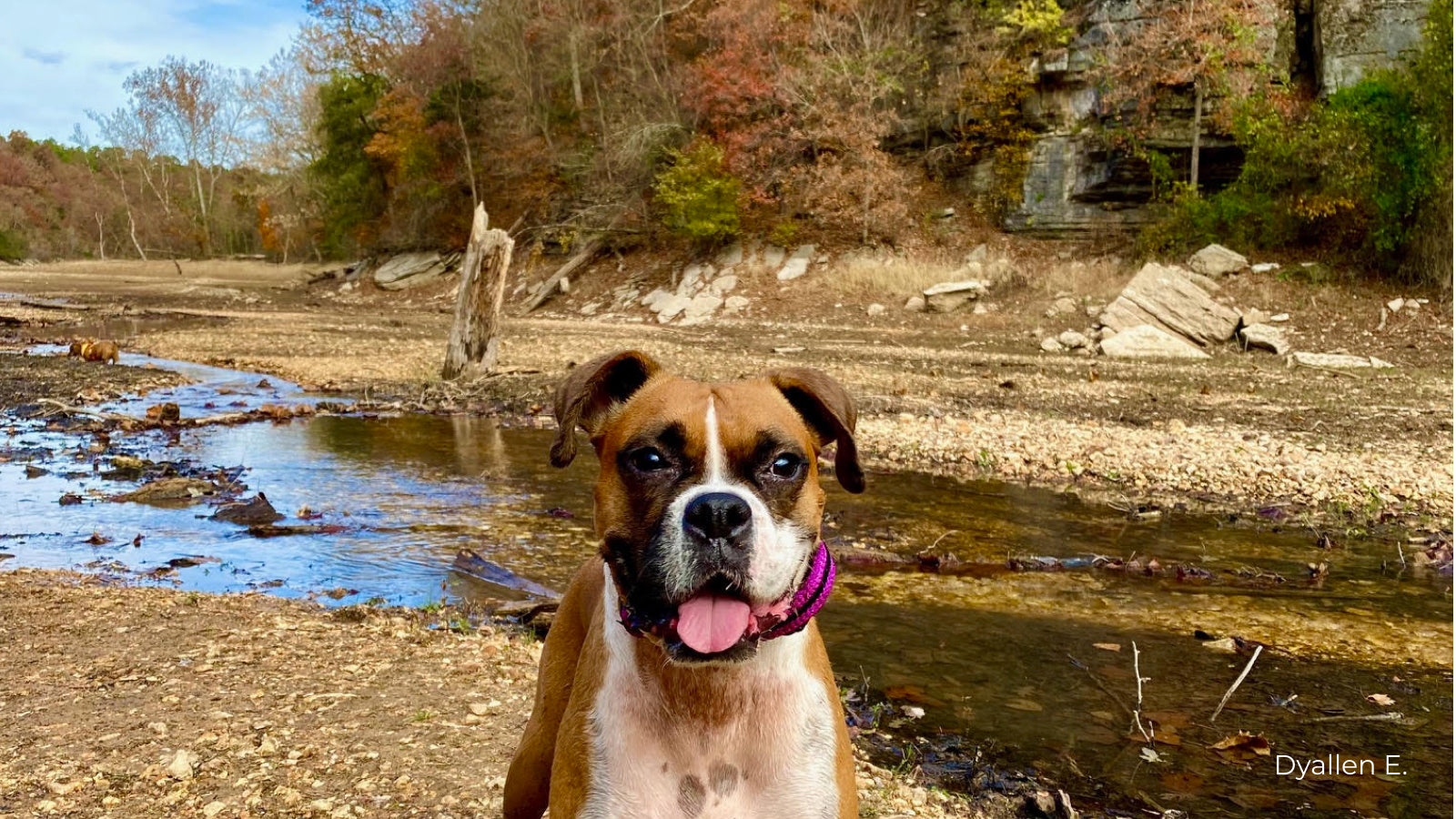 A boxer posts in front of a river at Hobbs National Forest in Arkansas