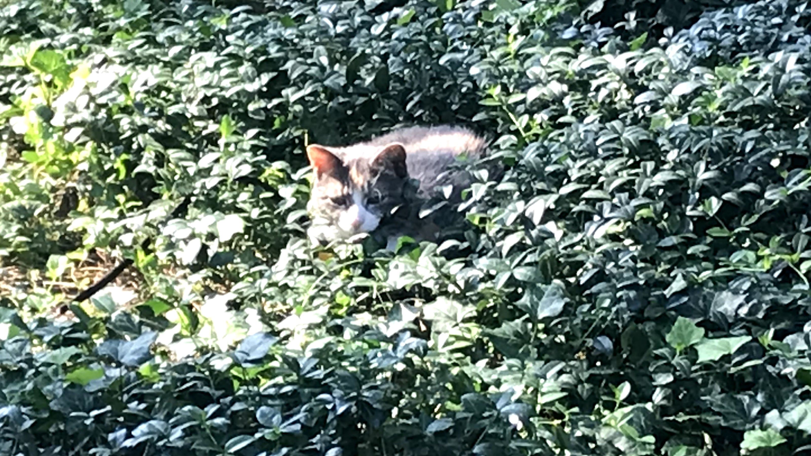 A brown and gray striped cat with a white muzzle peeks out from greenery ground cover