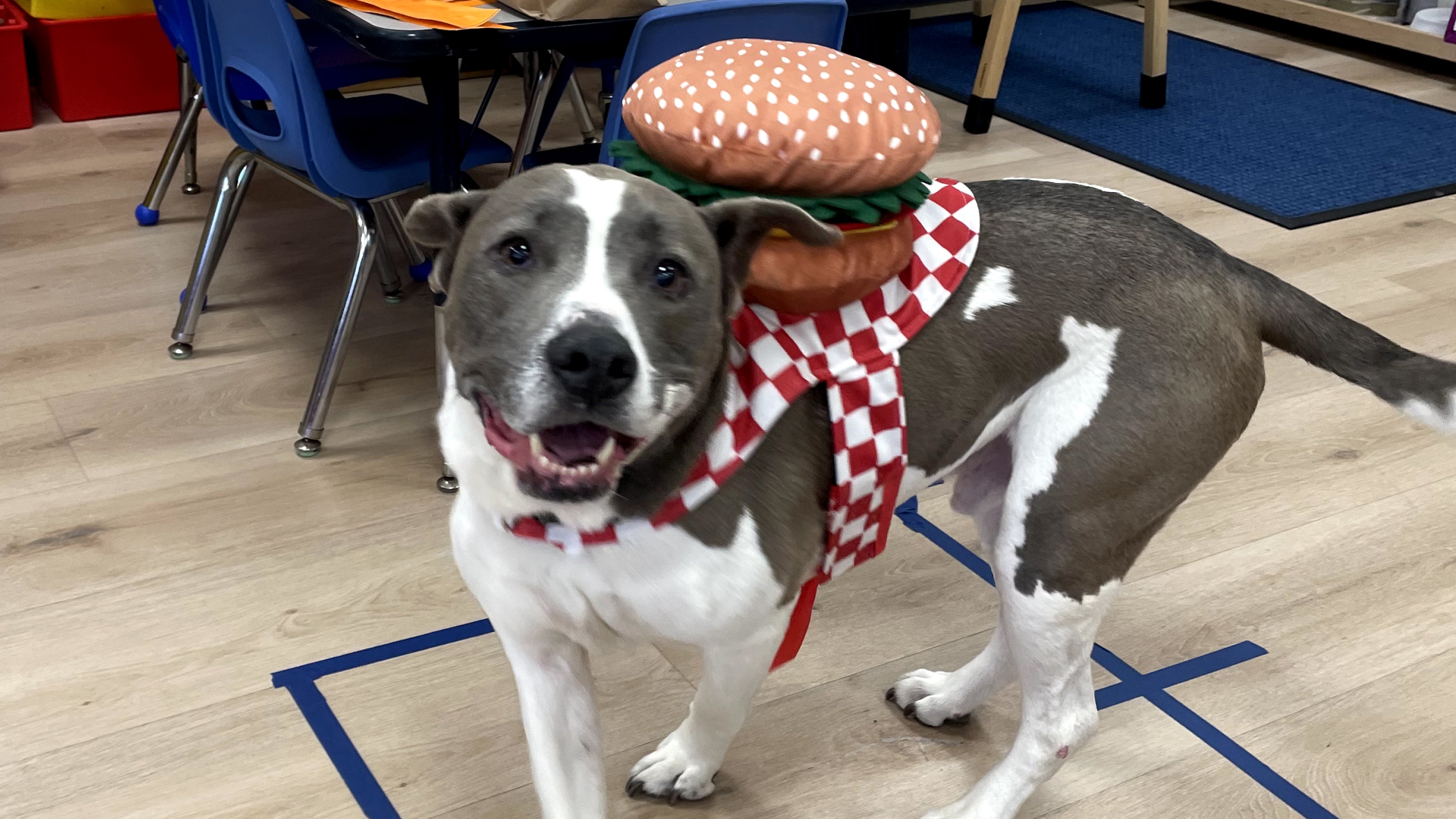 A brown and white dog wearing a hamburger costume