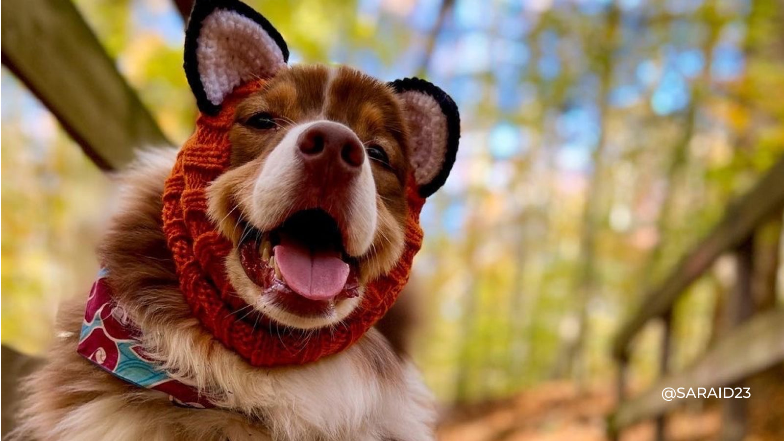 A brown and white dog wears a hand knitted bear costumer