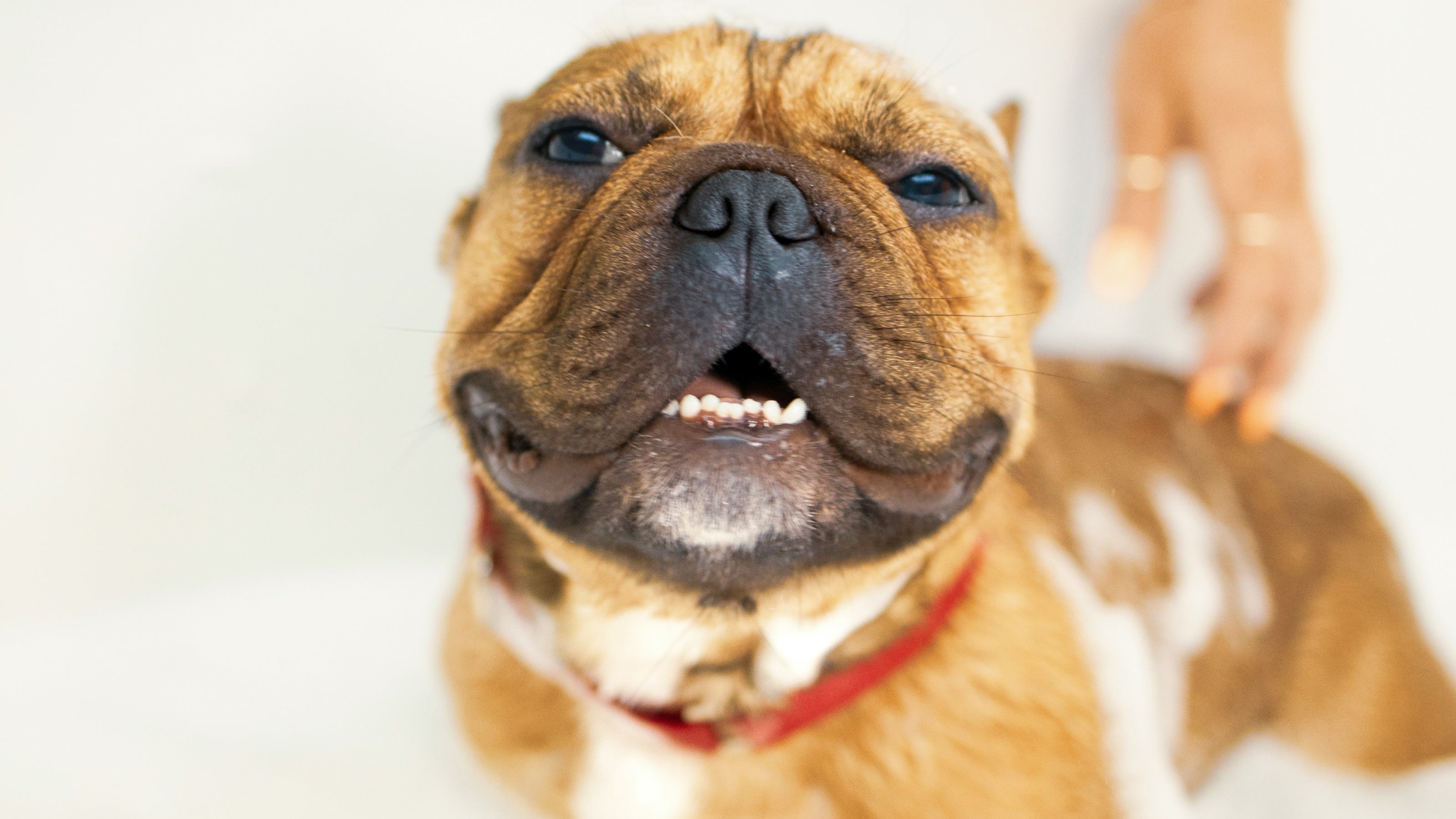 A brown dog wearing a red collar smiles as they get a bath