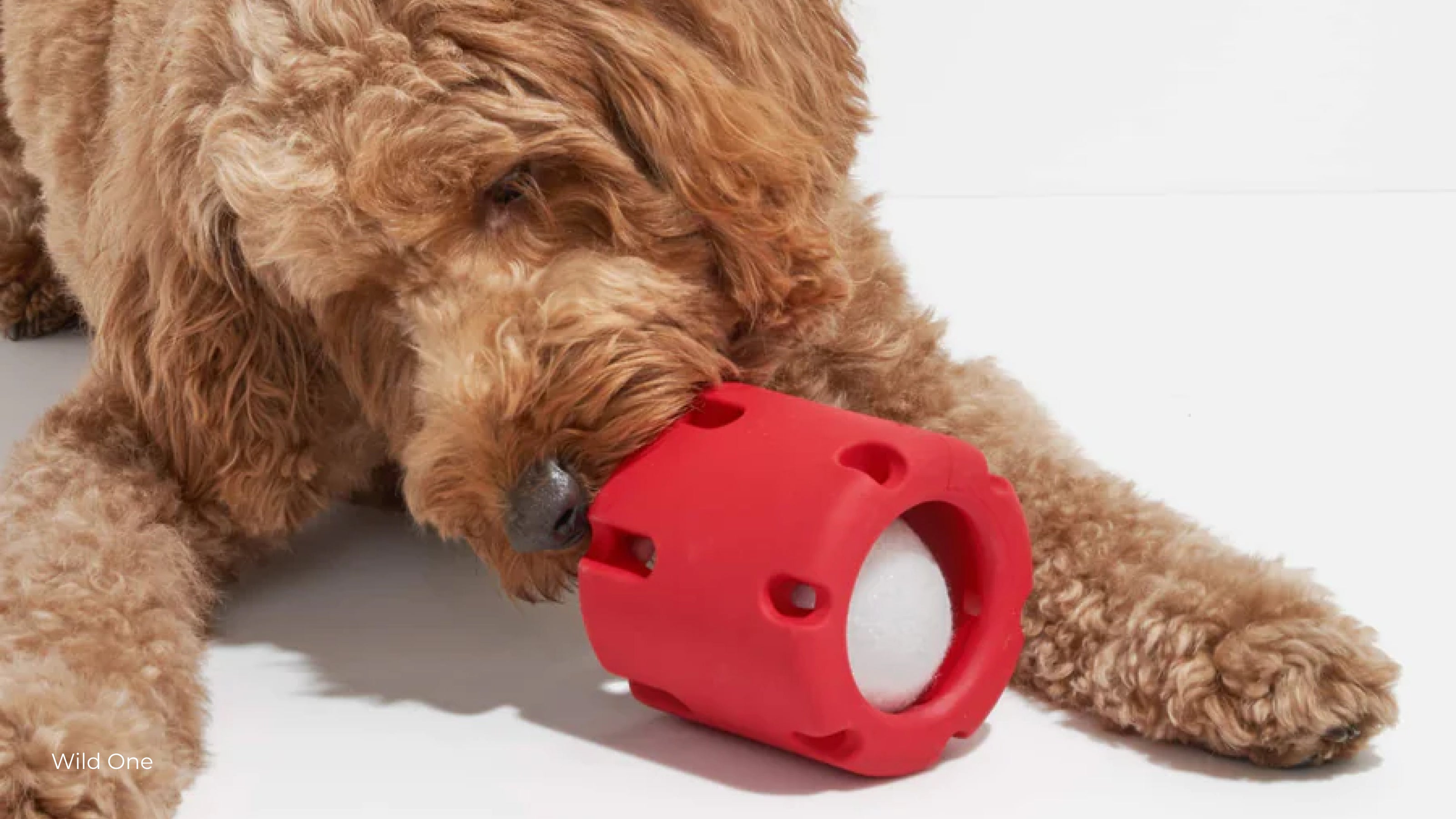 A brown doodle plays with a strawberry color Wild One tennis tumble toy