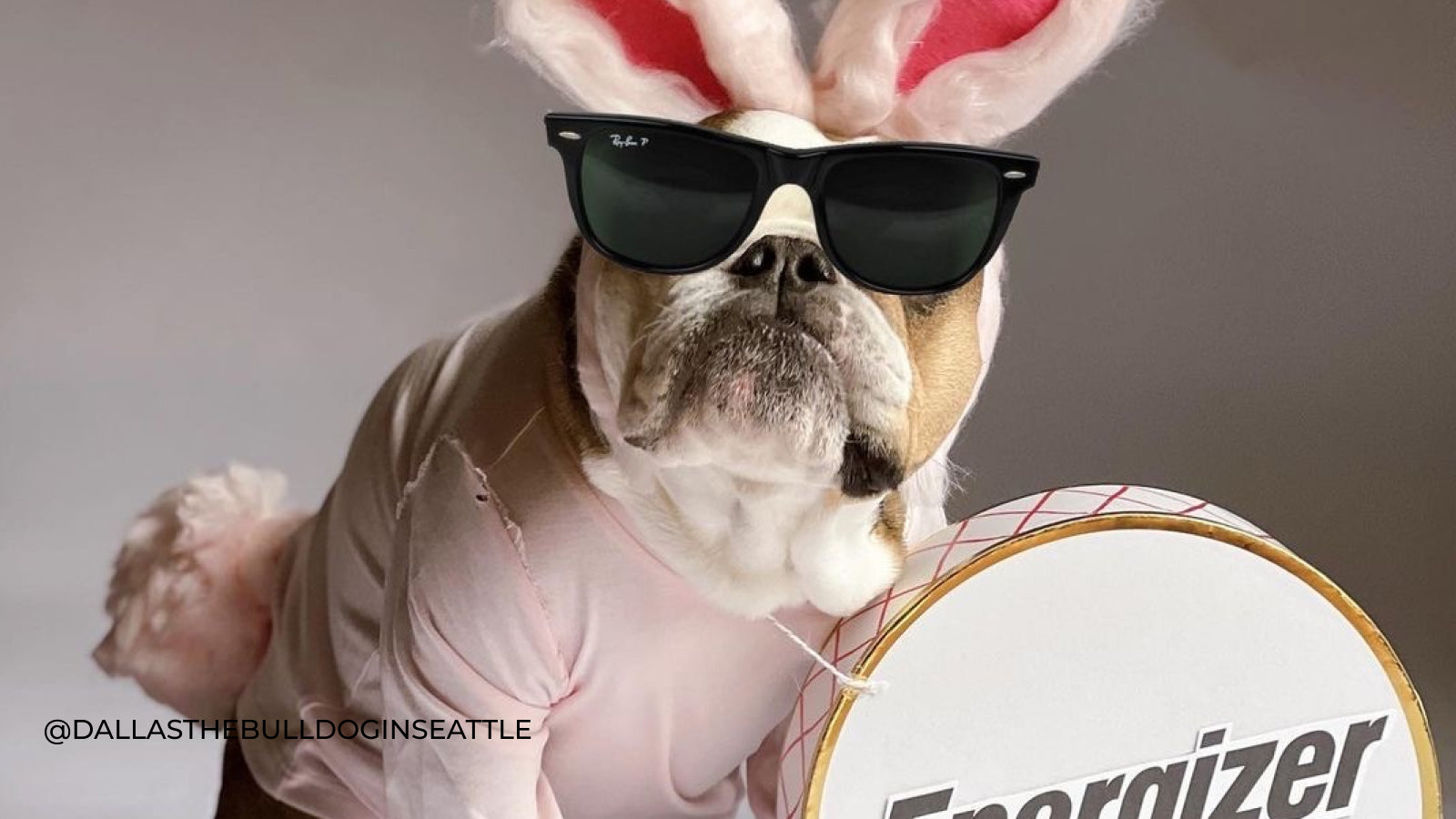 A bulldog wears a pink energizer bunny costume with ray ban sunglasses