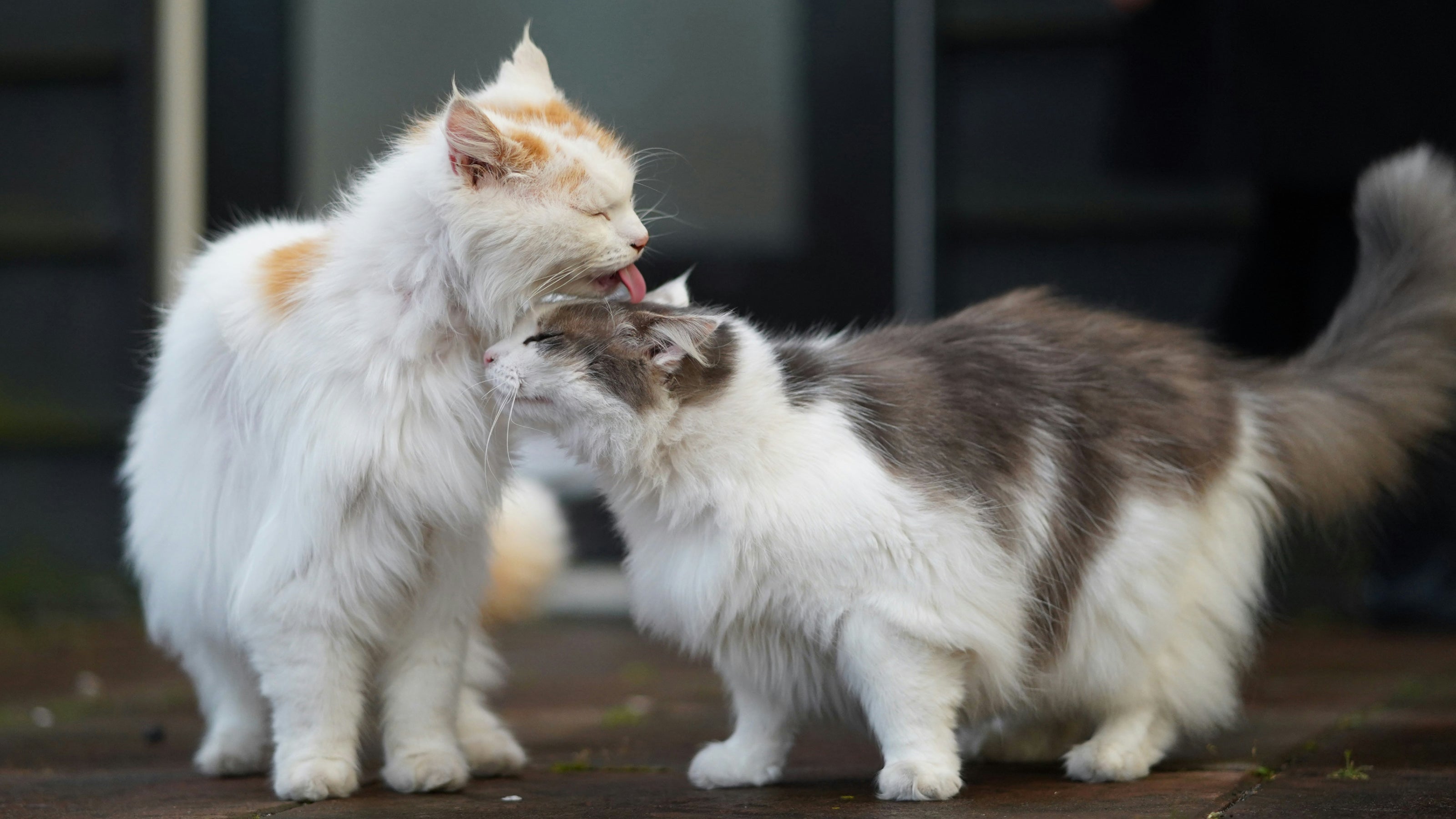 A cat licking the head of another cat and grooming outdoors