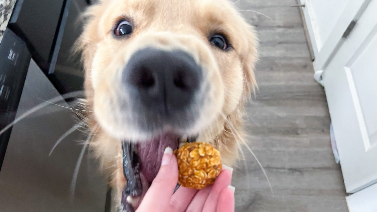 A close up of a golden retreiver taking a treat out of a woman's hand